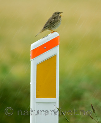 BB 07 0064 / Emberiza calandra / Kornspurv